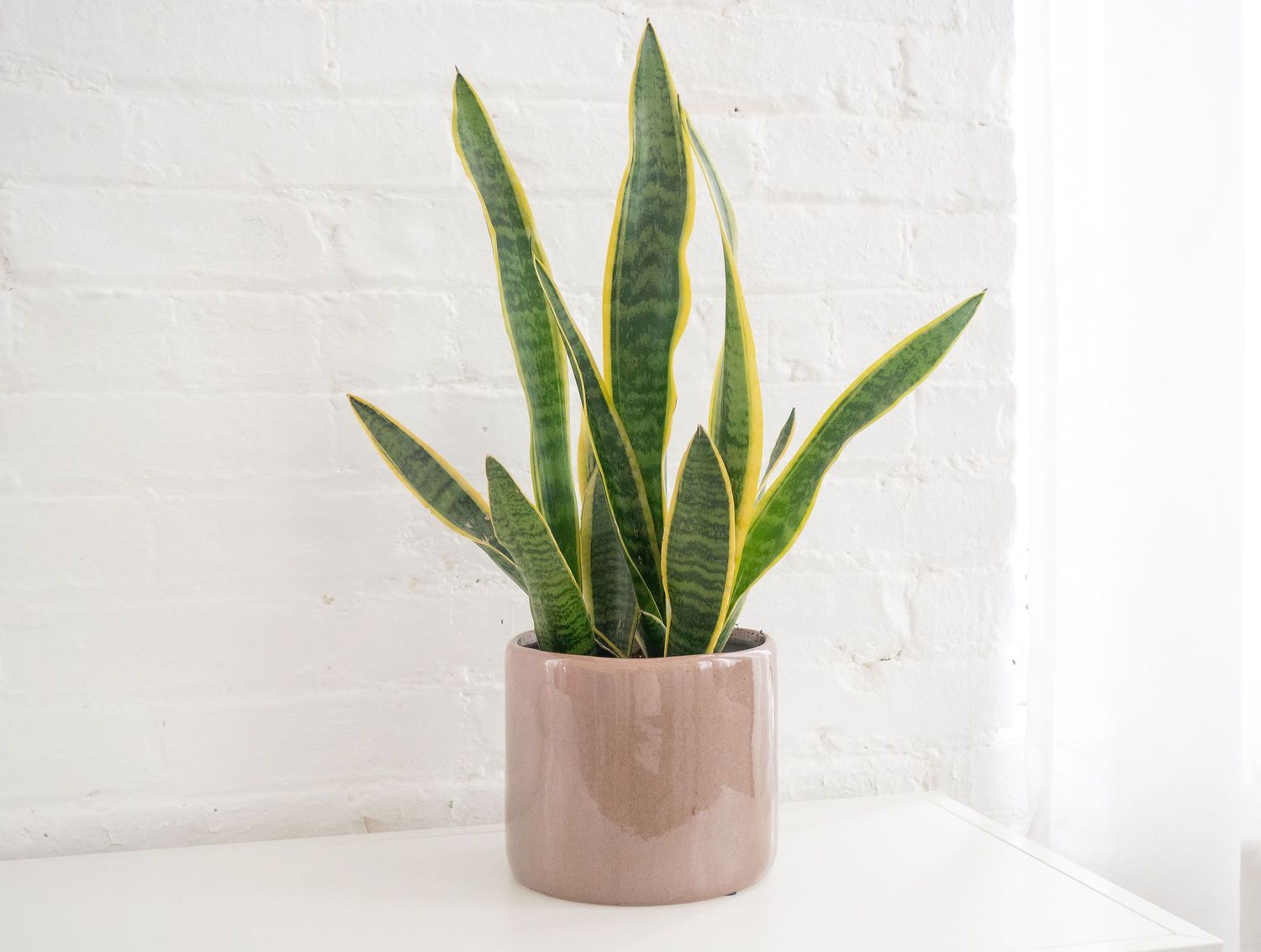 The Ultimate Guide to Snake Plants: Indestructible Greenery