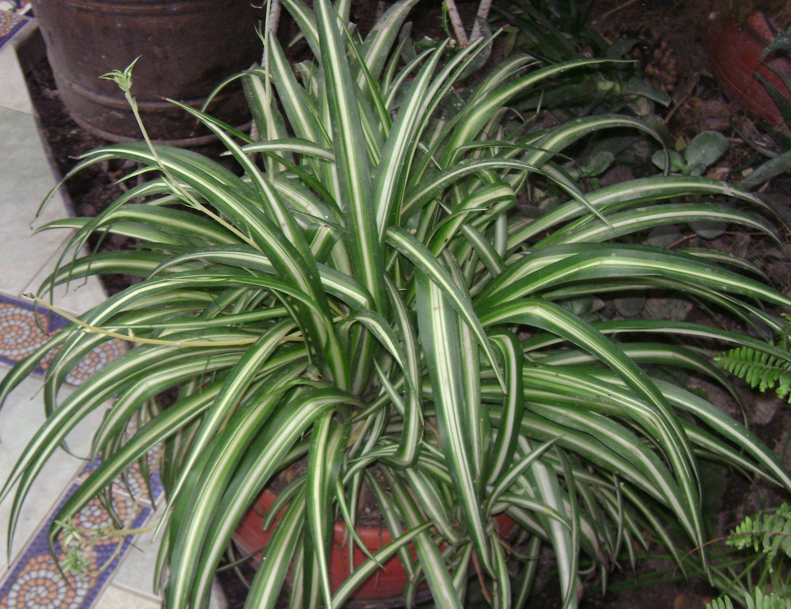 Spider Plant: The Easy Propagator