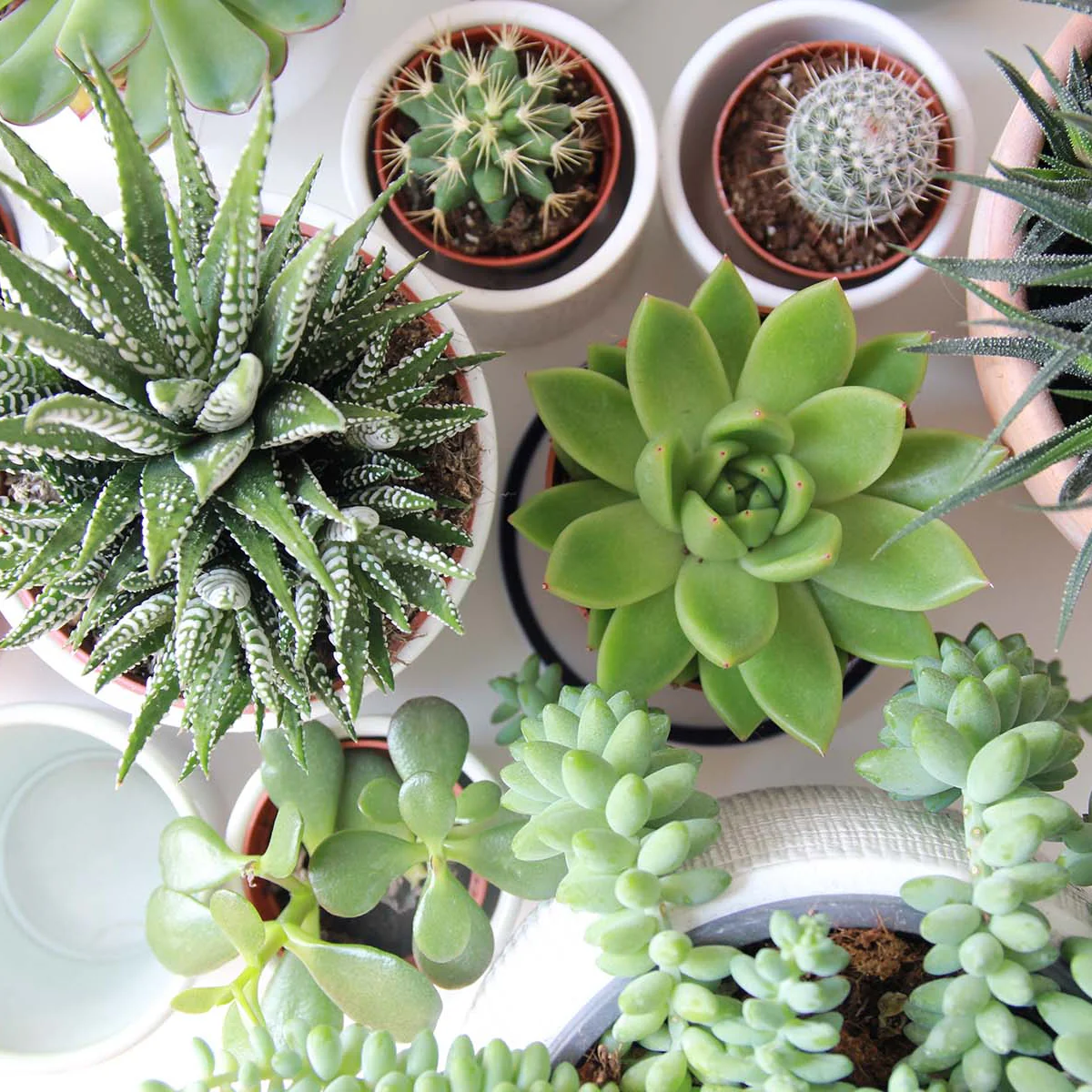 How to Water Succulents Without Killing Them