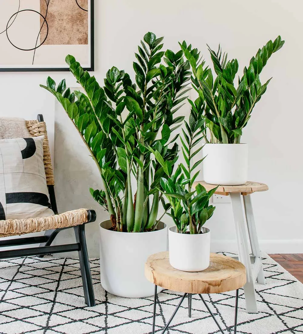 ZZ Plant: The Unkillable Gem